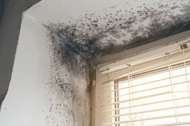 Affordable Mold Removal solutions in Cresson, PA